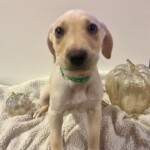Tinley