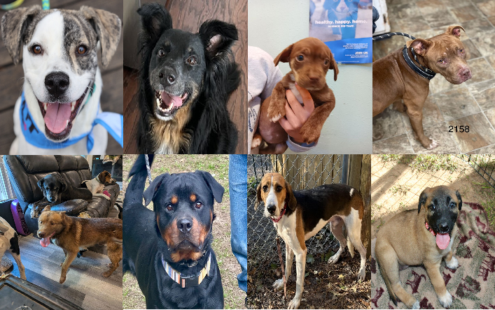 20241021pups