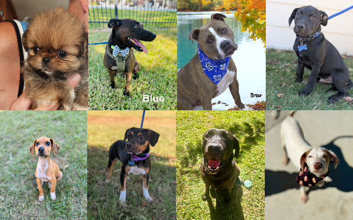 20241022pups