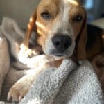 Lenny