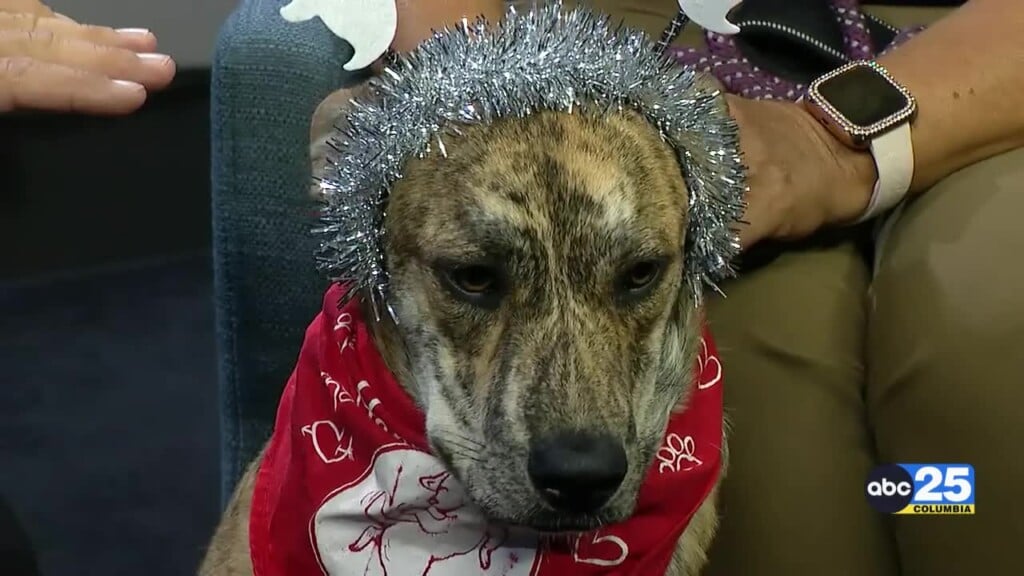 Pet Of The Week Paxton