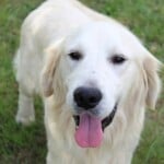 Buddy