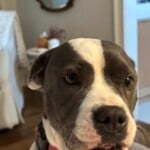 Maggie Moo