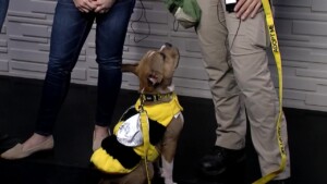 Pet Of The Week: Aries