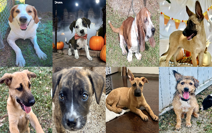 20241001pups