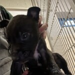 Puppy