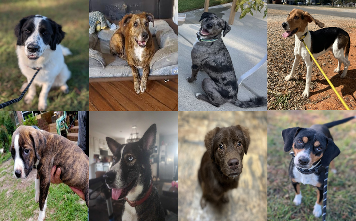 20241023pups
