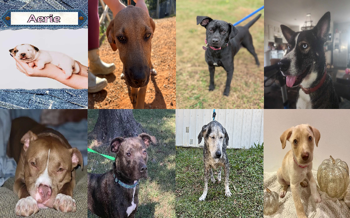 20241028pups