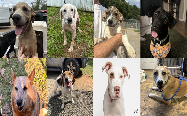 20241030pups