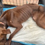 20241002fairfielddog2