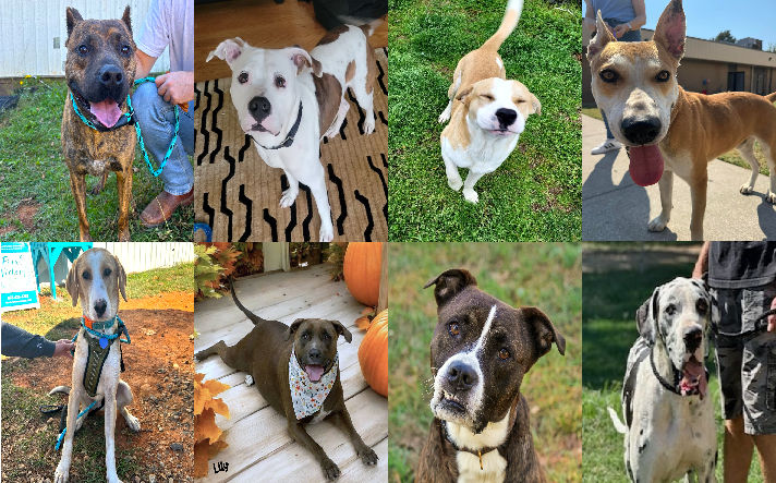 20241015pups