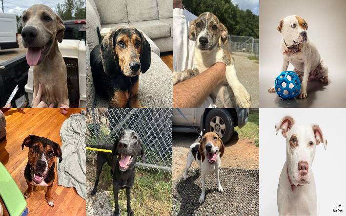 20241029pups
