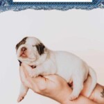 Everlane