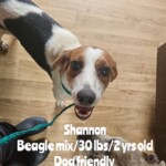Shannon