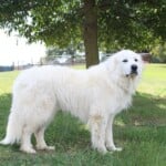 Baxter