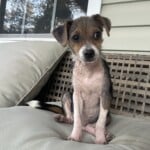 Snickerdoodle