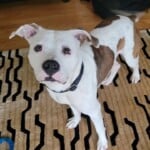 Brutus