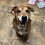 Todd