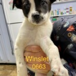 Winslet