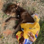 20241002fairfielddog1