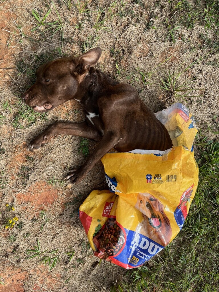 20241002fairfielddog1