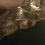 Pooch