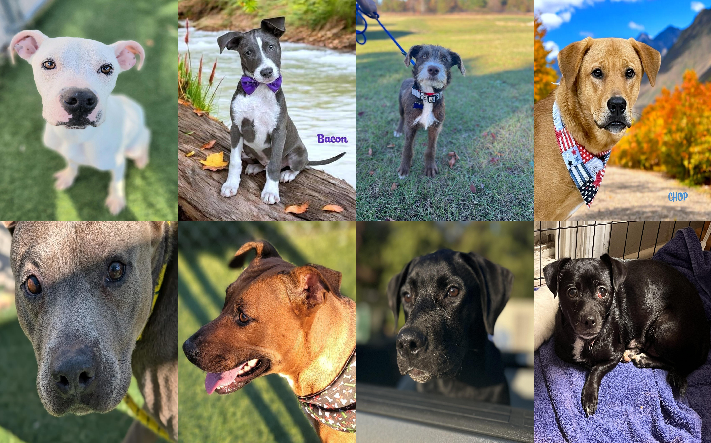20241126pups