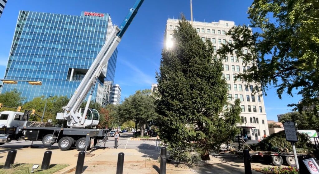 Sc State House Tree 3
