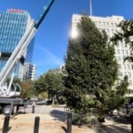 Sc State House Tree 3