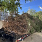 Sc State House Tree 2