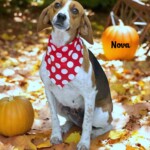 Nova