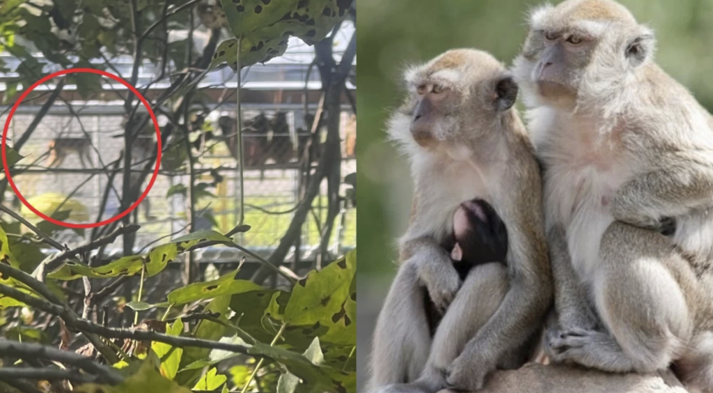 Genesis Primate Research Center in Yemassee, SC