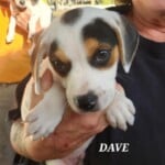 Dave
