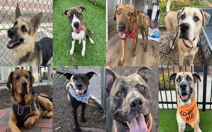 20241118pups