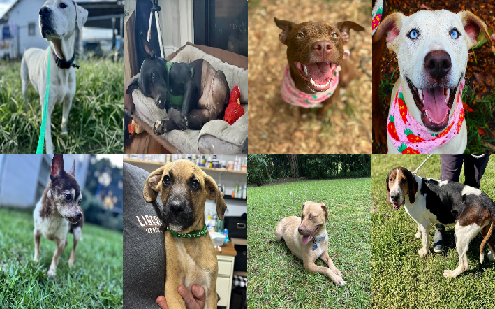20241106pups