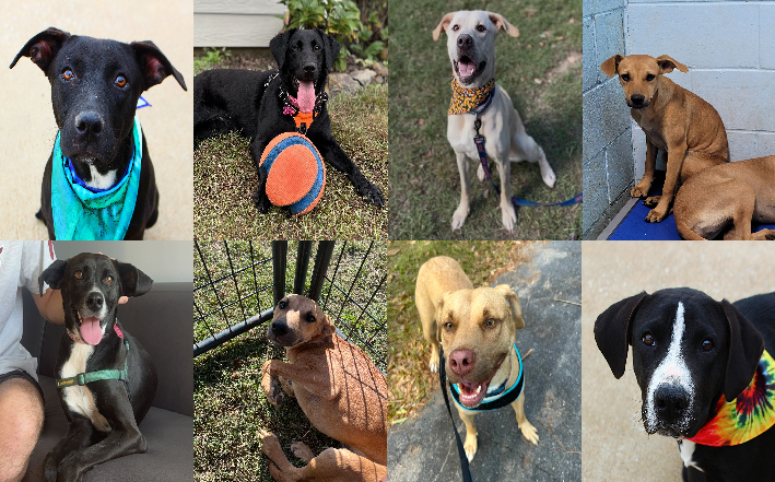 20241111pups