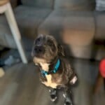 Arlo