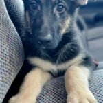 Nash