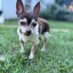 Gizmo