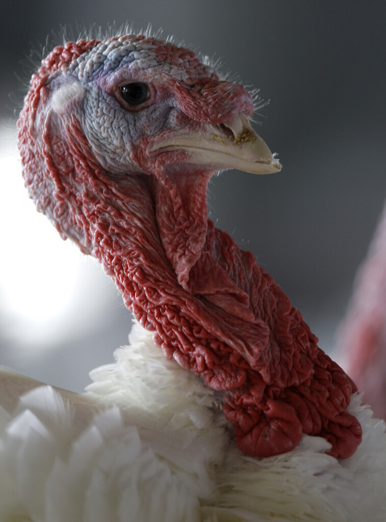 Turkey Farm