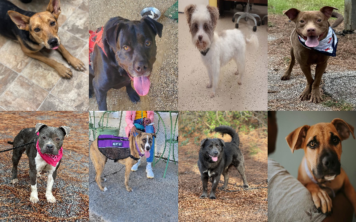 20241121pups