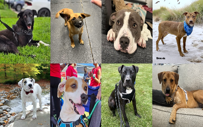 20241115pups