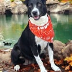 Tater