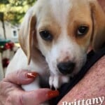 Brittany