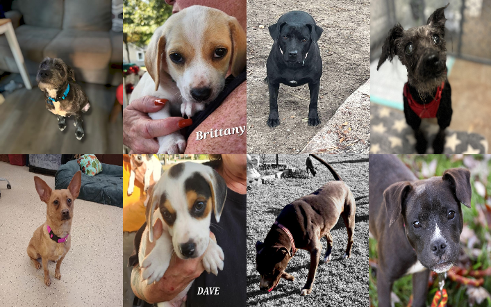 20241122pups
