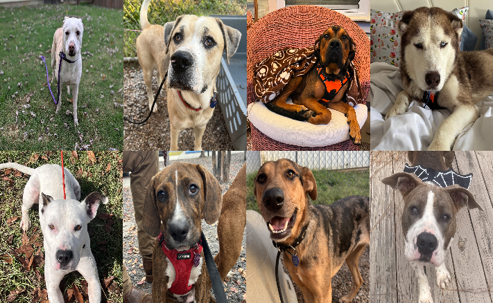 20241119pups