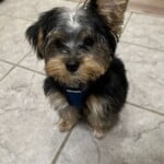 Rudy