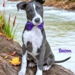 Bacon