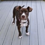 Snickerdoodle