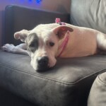 Delilah